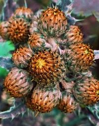 Close up of pine cone