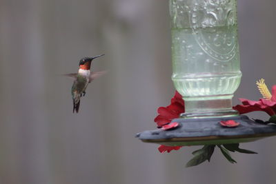 Close-up of bird flying over the water