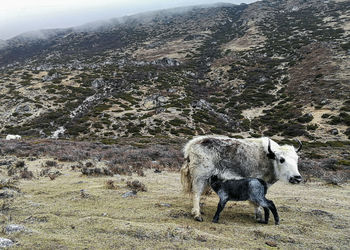 Sheep standing in a field