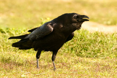 Black bird on a field