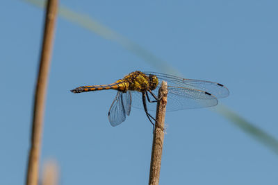 Low angle view of dragonfly on plant against sky