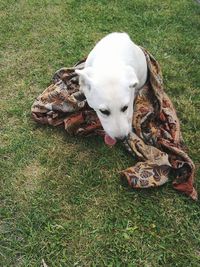 High angle view of dog on field