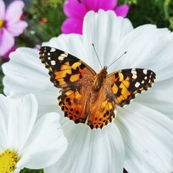 Butterfly on cosmos flower.