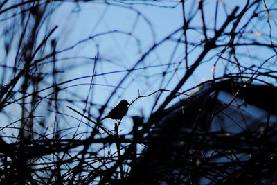 Low angle view of birds perching on branch