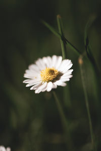 Close-up of white daisy flower