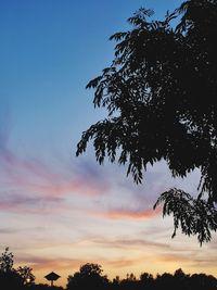 Low angle view of silhouette trees against sky during sunset