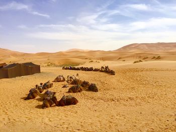 Panoramic view of a desert