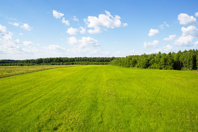 A bright green field with cereals in the spring. agricultural industry, ecology, spring time