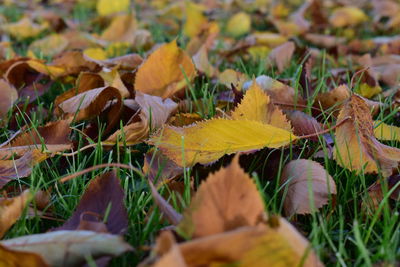 Close-up of yellow leaves on field