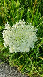 Close-up of white flowers