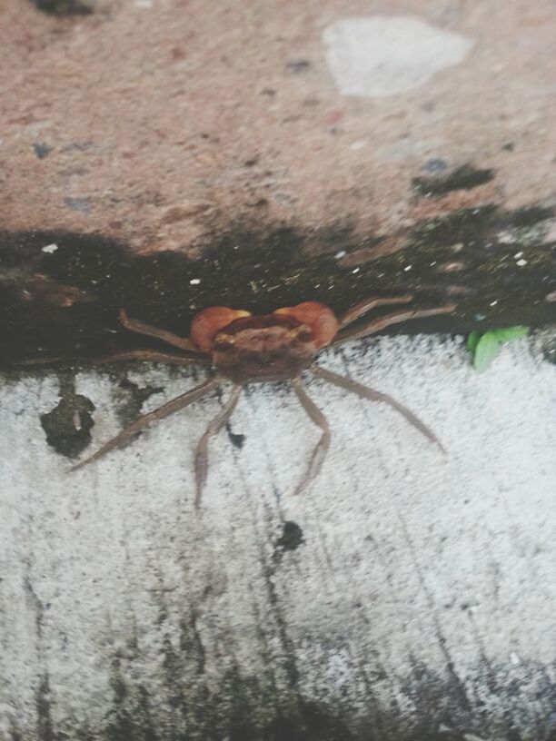 animal themes, one animal, insect, animals in the wild, wildlife, close-up, wall - building feature, high angle view, day, outdoors, nature, wet, spider, selective focus, no people, sunlight, textured, shadow, wall, full length