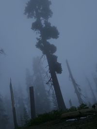 Low angle view of trees on field in foggy weather