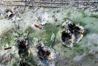 High angle view of fishes swimming in lake