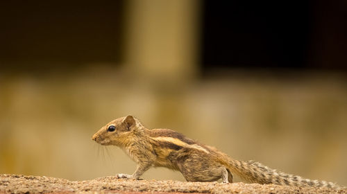 Close-up of squirrel