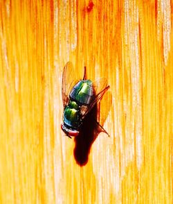 Close-up of insect