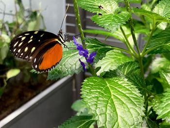 Close-up of butterfly pollinating on flower