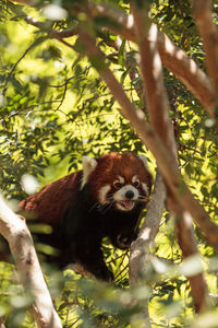 Red panda on tree