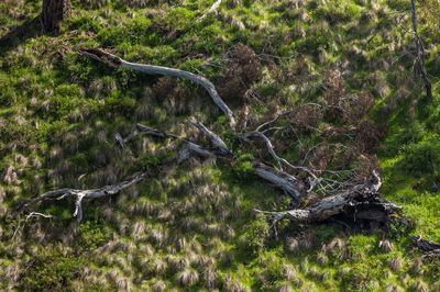 High angle view of tree