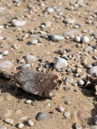 High angle view of shells on sand