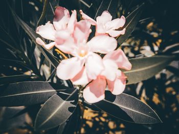 Close-up of pink flowering plant