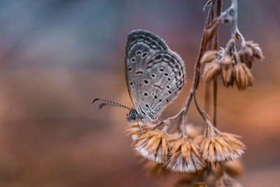 Close-up of butterfly