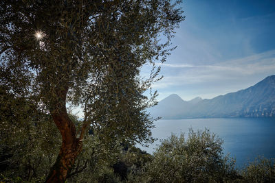 Tree by lake against sky