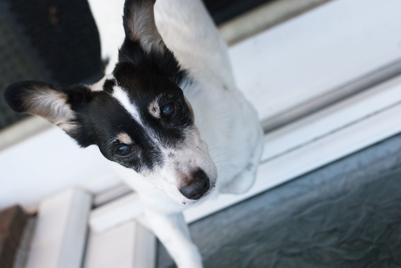 HIGH ANGLE PORTRAIT OF DOG BY CAMERA ON FLOOR