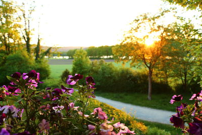 Pink flowers in park at sunset