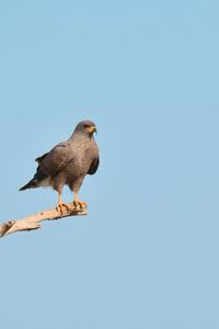 bird