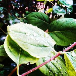 Close-up of leaves