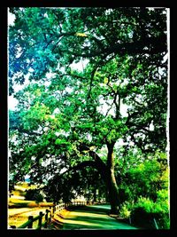 Scenic view of trees against sky