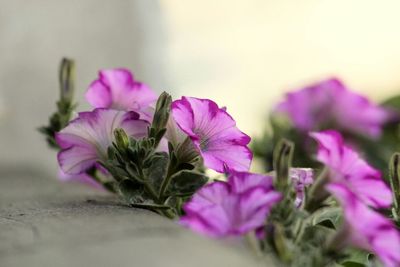 Close-up of pink flowers