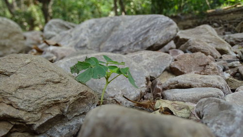 Close-up of plant growing on rock