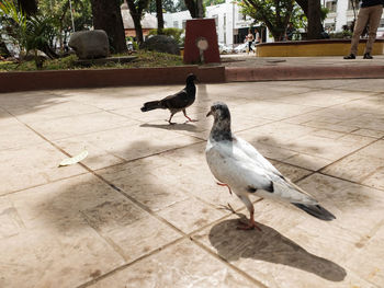 Close-up of birds