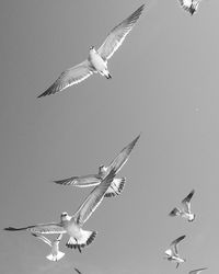 Low angle view of seagulls flying in sky