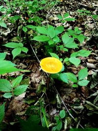 Close-up of wild mushrooms growing on field