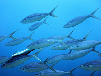 sea