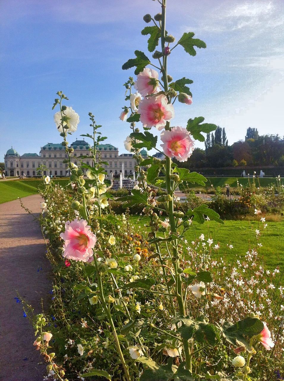 flower, freshness, fragility, growth, plant, blooming, petal, building exterior, beauty in nature, built structure, sky, nature, in bloom, architecture, pink color, blossom, flower head, springtime, stem, house