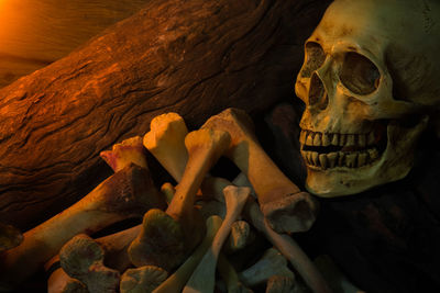 Close-up of animal skull