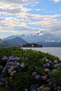 View of flowers in sea