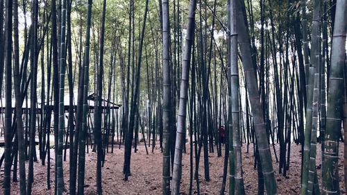 View of bamboo trees in forest