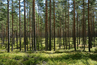 Pine trees in forest