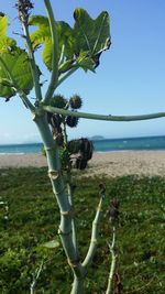 Close-up of plant by sea against sky