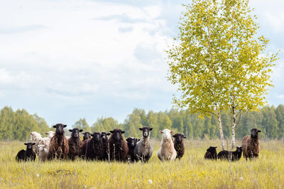 Cows grazing in a field