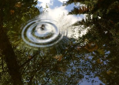 Close-up of spiral tree by water