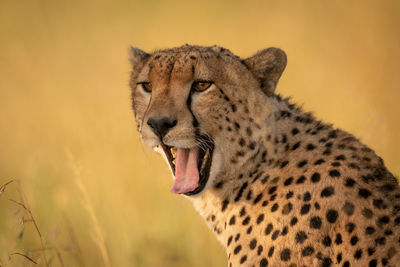 Close-up of male cheetah yawning with bokeh