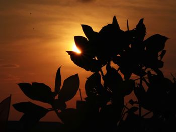 Silhouette of plant against orange sky