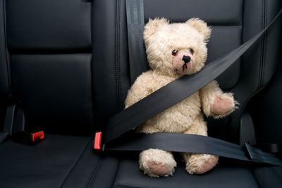 Teddy bear buckled with safety belt in a car