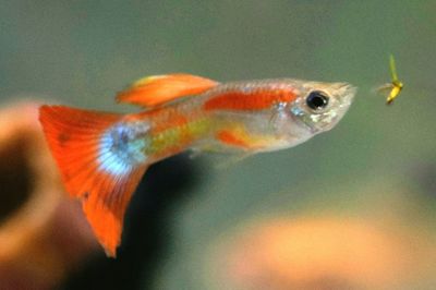 Close-up of fish swimming in water