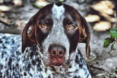 Close-up portrait of dog